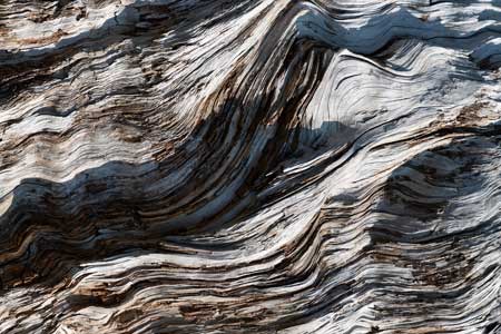Close up of an old tree trunk